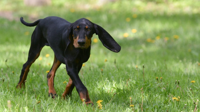 Black and tan coonhound - klidný lovec mývalů s ušima jako plácačky