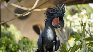 Kakadu arový - náročný a vzácný papoušek pro experty