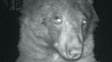 Zvědavá medvědice objevila fotopast. A pořídila si stovky selfíček