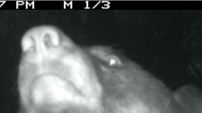 Medvědí selfie