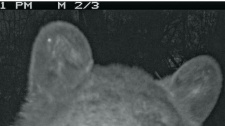 Medvědí selfie