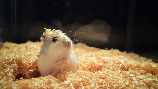 Demodikóza: Když křečka trápí svědění