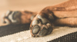 Přírodní léčba: Domácí balzám pro psí tlapky