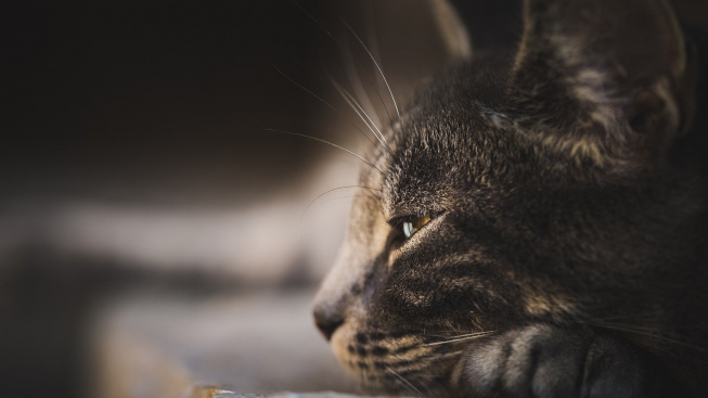 Proč si kočky navzájem očichávají pozadí?