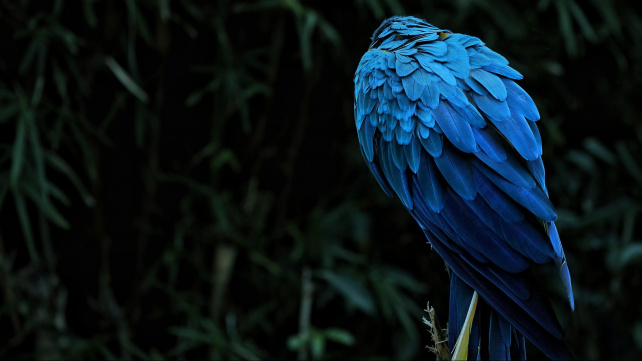 Když si papoušek poraní živá pera