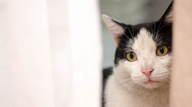 Kočičí hyperstezie - když kočka působí jako posedlá ďáblem