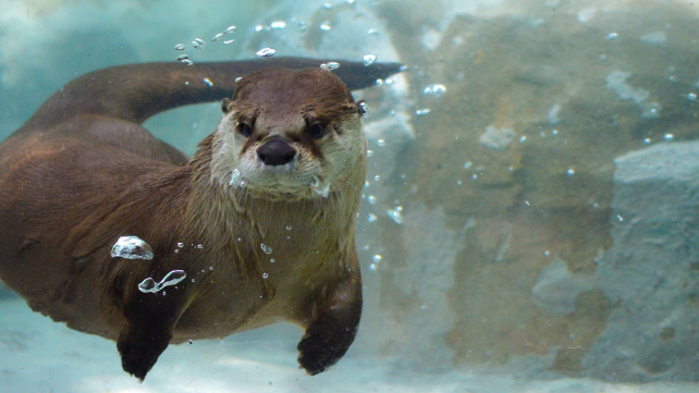 Hravá vydra vyděsila partu mladíků. Vyděšeně před ní prchli na břeh