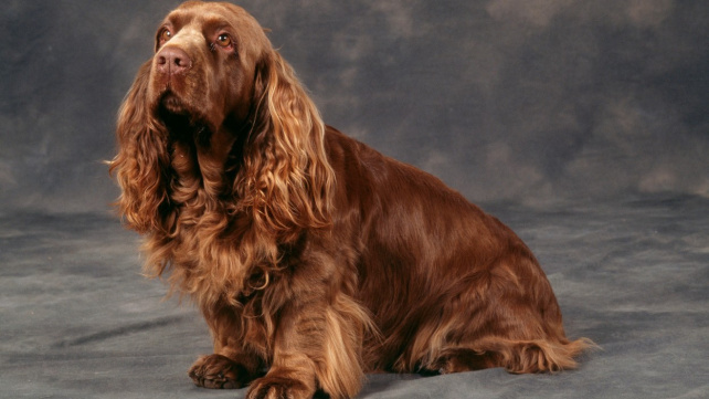 Sussex španěl - hravý sympaťák milující děti. Jen dost uštěkaný