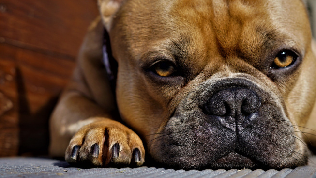 Hypertrofická osteopatie u psů - oteklé tlapky vypovídají o vážnějších problémech