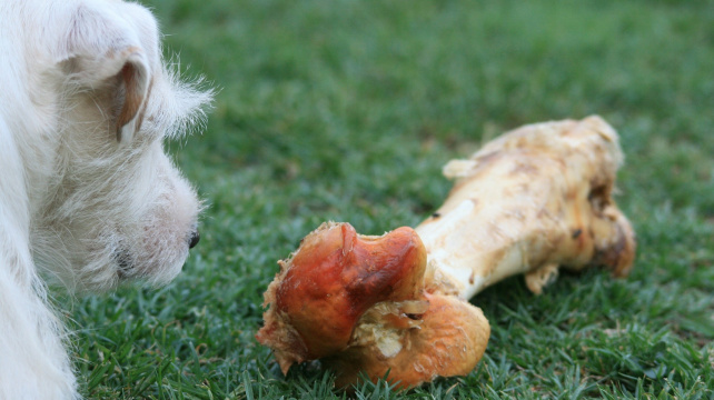 Barfování už odmala. Syrová strava štěňat má dobrý vliv na zažívání, ukazuje studie