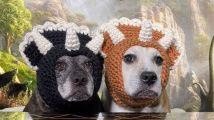 Háčkované čapky pro psy