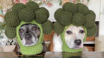 Háčkované čapky pro psy