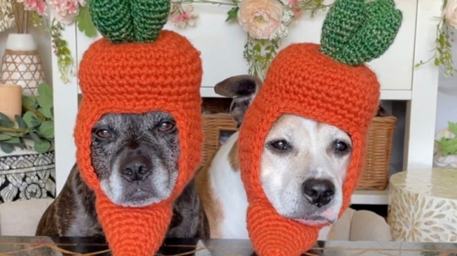 Američanka mění háčkovanými čapkami své psy v zeleninu a fanoušci šílí