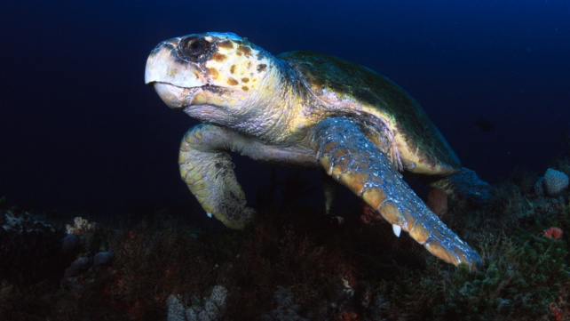 Mladá kareta obecná zabloudila. Přeplavala celý Atlantik