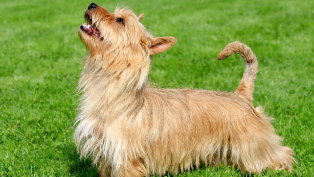 Australský teriér - drobný společník, který se při hlídání jen tak něčeho nezalekne
