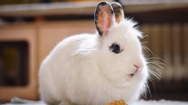 Zápal plic u králíků: Nebezpečné onemocnění, u kterého hrajete o čas