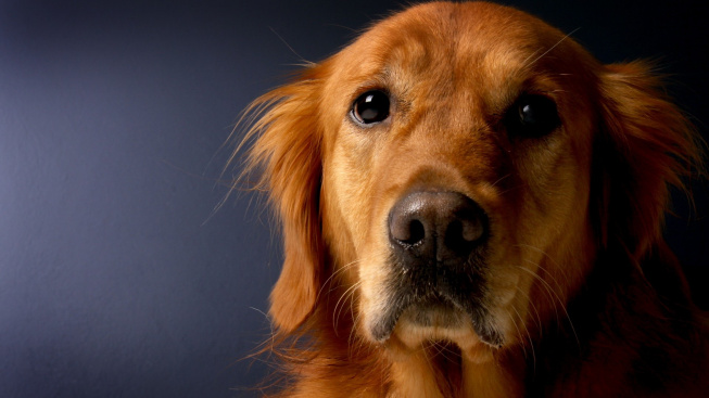Genetický test může pomoci najít smrtelnou krvácivou poruchu u psů
