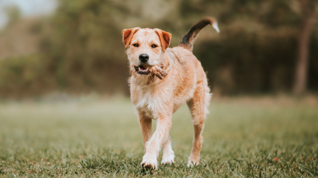 Border teriér - lovec lišek, ze kterého se stal oblíbený rodinný společník