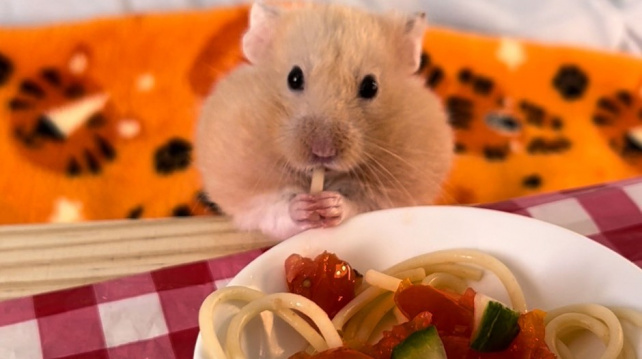 Mladík rozmazluje své křečky lidskou stravou. Vaří jim špagety a palačinky