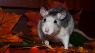 Proč potkan radostí koulí očima? Různá chování potkana a co znamenají