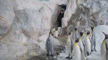 Šedý zákal u tučňáků