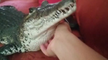 Krokodýlí mazlíček