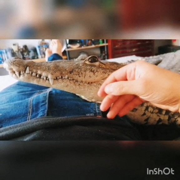 Krokodýlí mazlíček