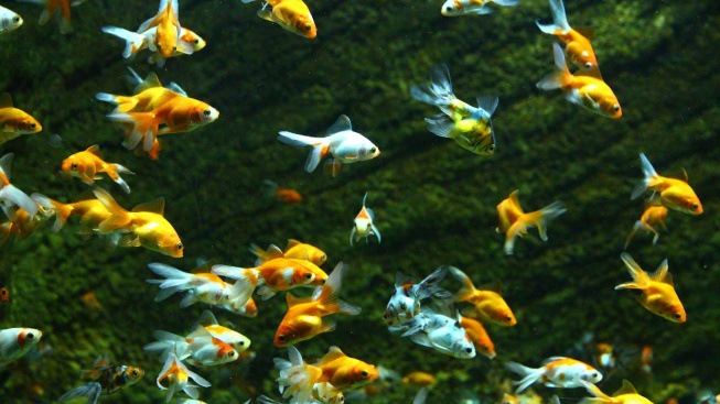 Proč se rybky v akváriu začnou navzájem požírat?
