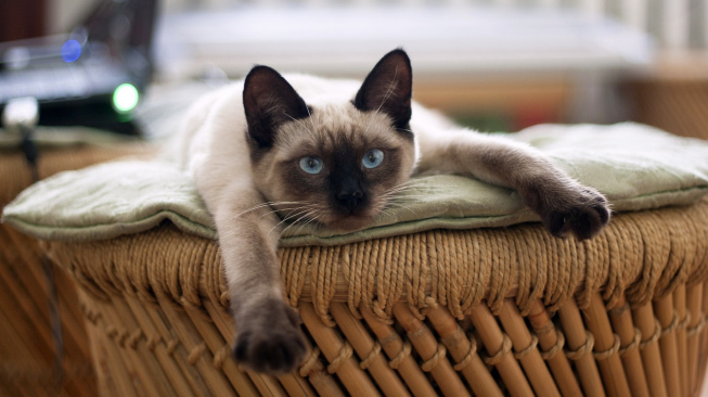 Modré kočičí oči a u koho je nejčastěji najdeme