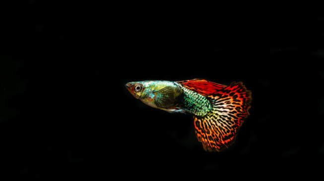 Živorodka duhová: Ideální rybka pro úplné začátečníky
