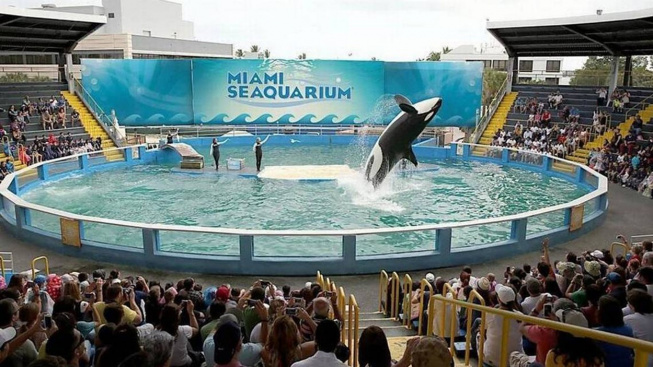 Kosatka Lolita z akvária v Miami se dočká svobody. Po dlouhých 50 letech