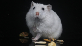 Zlomeniny u křečků: Hlavně klid a zapomeňte na domácí dlahy