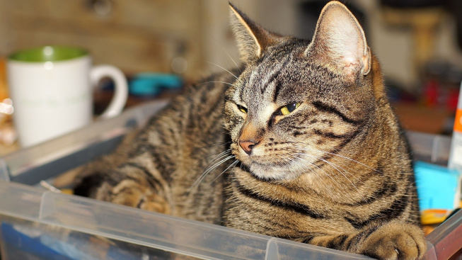 Proč kočky lákají plasty a na co dát pozor