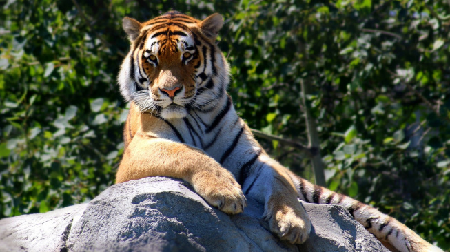 Majestátnost a vyrovnanost: Vědci definovali hlavní rysy tygří osobnosti