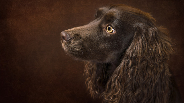 Boykin španěl - přátelský společník, který vznikl z toulavého psa
