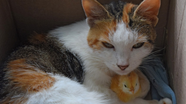 Kočka vyseděla kuřátka. Pečuje o ně líp než jejich vlastní matka