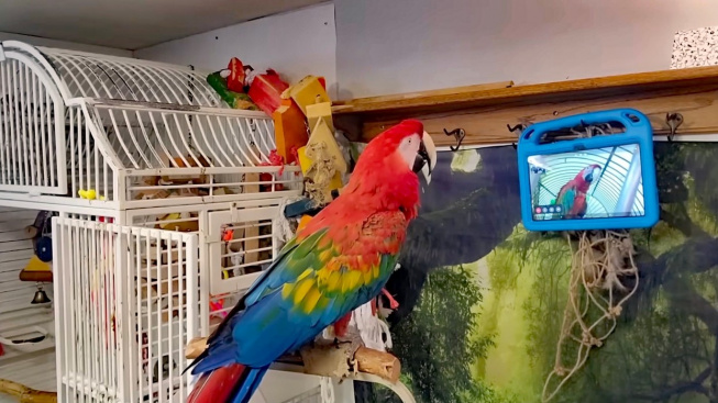 Experiment ukázal schopnost papoušků vést videohovor