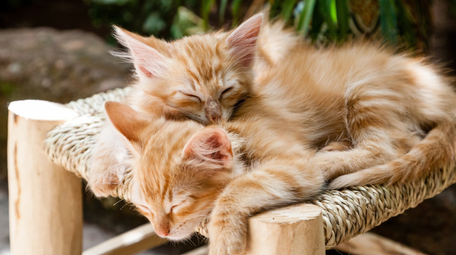 Jak si kočky umí užít spánek naplno