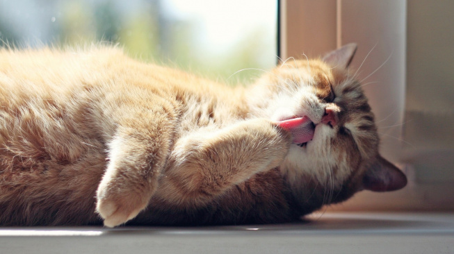 cat-4353049_1920