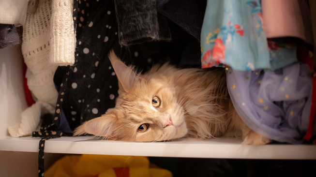 cat-6600032_1920