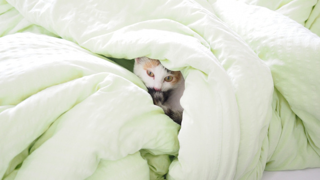 cat-4134296_1920