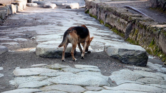 Psi se mohou pokochat antikou. Řecko jim zrušilo zákaz vstupu do památek
