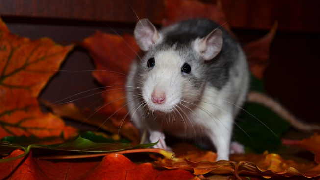 Jak dlouho žijí potkani?