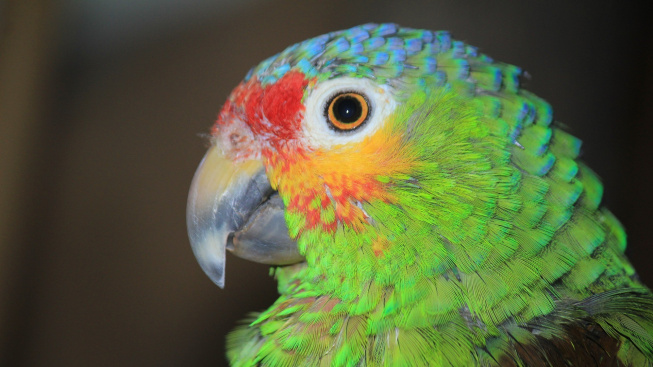 Nemoci očí u ptáků: Zbytečně neotálejte, hrozí slepota