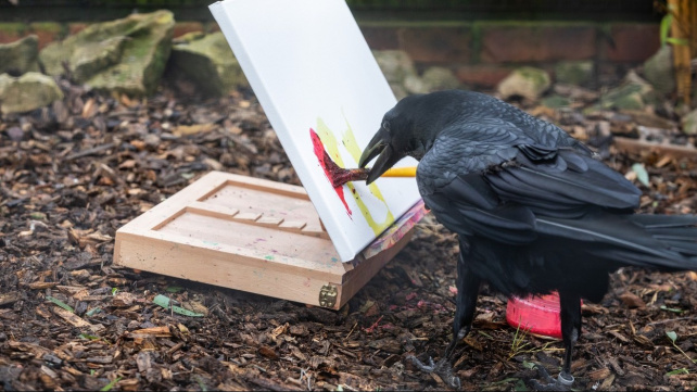 Havraní malířka prodává obrazy až za oceánem