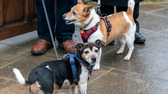 Sbohem, corgi! Novým oblíbeným psím plemenem britského krále je Jack Russell