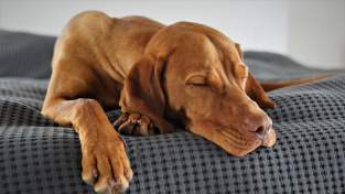 Počátek mozkové demence u psů mohou prozradit poruchy spánku