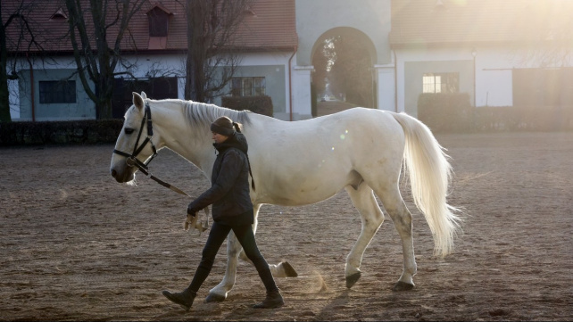 Hřebčín v Kladrubech slaví. Chystají se ukázky i prohlídky stájí s hříbaty