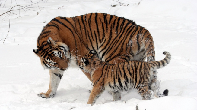 Tygři mají stejně pestré osobnosti jako domácí kočky