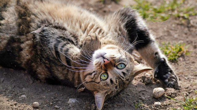 Když si kočka lehne na záda, ale pohladit se nenechá